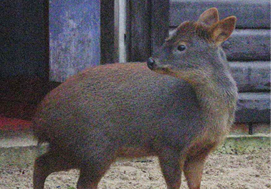 Vicente P&eacute;rez Rosales National Park in Chile. The park is home to the pud&uacute;, one of the world&rsquo;s smallest deer, standing only about 13&ndash;17 inches tall.