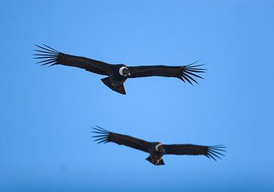 Andean Condor in Chile. Andean condors spend about 99% of their flight time soaring. One tracked bird flew over 100 miles without a single wingbeat.