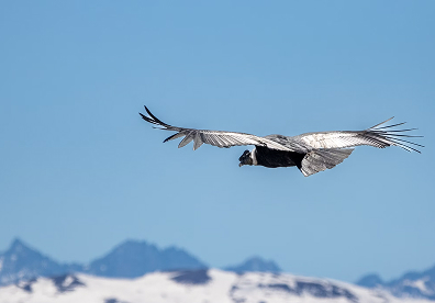 Andean Condor in Chile. Scan the open skies and rocky cliffs at Mirador C&oacute;ndor in Torres del Paine National Park, where thermal currents draw them close to mountain ridge lookouts.