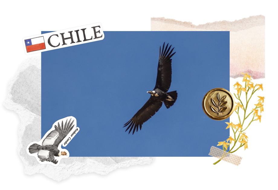 Andean Condor in Chile