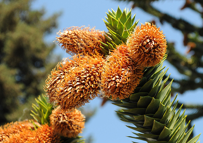 Araucaria in Chile. Some araucarias can live for more than 1,000 years. Their pi&ntilde;&oacute;n seeds have long been an important food for Pehuenche communities.
