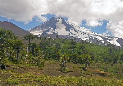 Araucaria in Chile. Walk the forests of Conguill&iacute;o National Park in La Araucan&iacute;a, where ancient araucarias rise beside lakes, lava fields, and Volc&aacute;n Llaima.