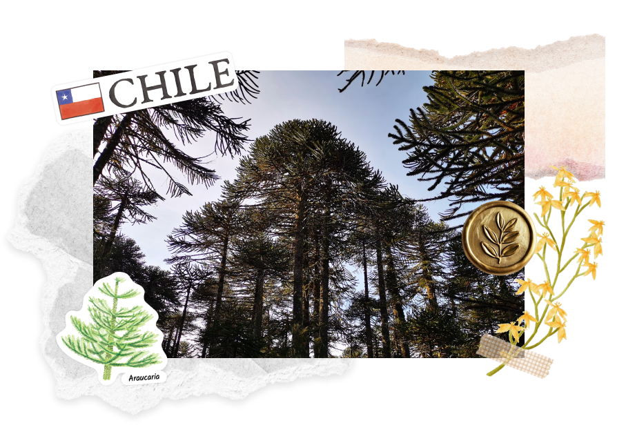 Araucaria in Chile. Featuring the sticker from Navy Peony.