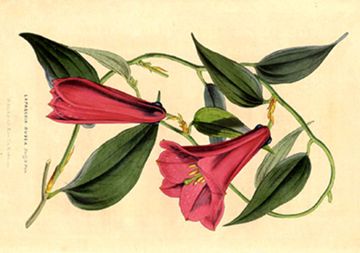 Copihue (Lapageria rosea) in Chile. A Mapuche legend tells of Hues and Copih, lovers from rival groups whose names became linked to the copihue and its red, bell-shaped flowers.