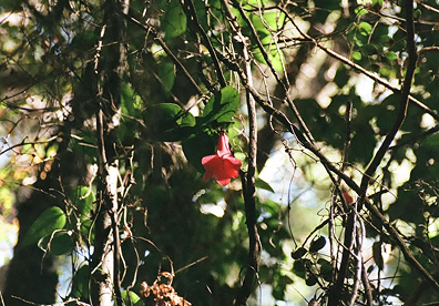 Walk Cerro &Ntilde;ielol&rsquo;s shaded trails in Temuco, where wild copihue vines bloom among native forest, mainly from February to May.