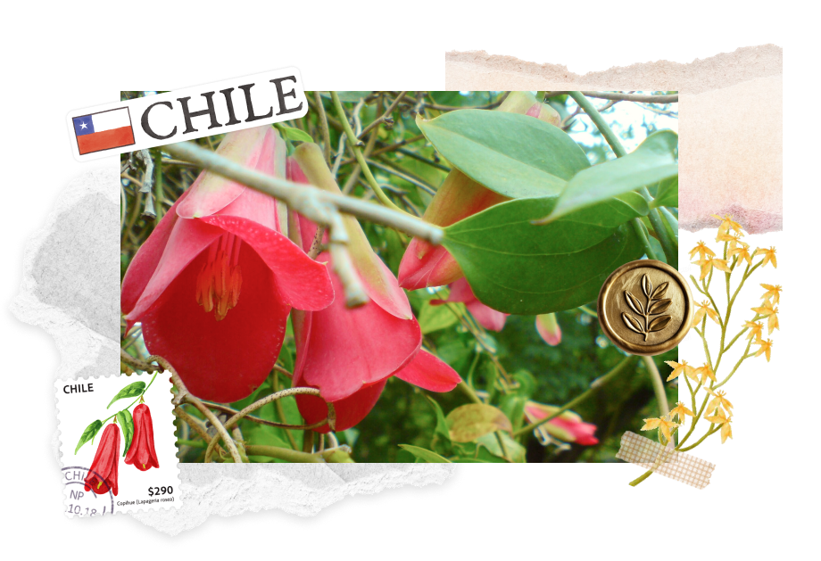 Copihue (Lapageria rosea) in Chile